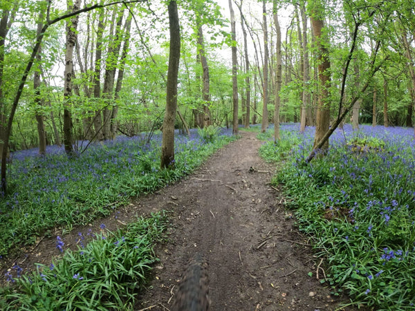 Bluebells in woods 